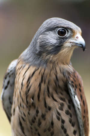 Kestrel Portraitの写真素材