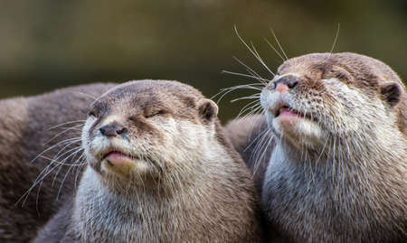 Otters Eyes Closed Portraitの写真素材