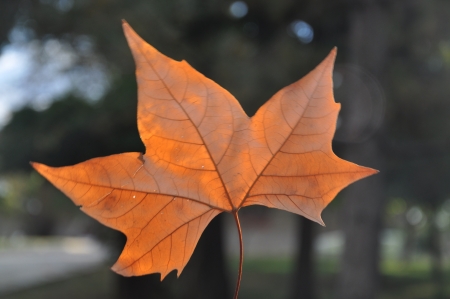 sycamore Leafの写真素材