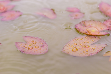 Purple Lotus Leavesの写真素材