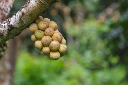 Lansium parasiticum or Longkong Fruit On The Treeの写真素材