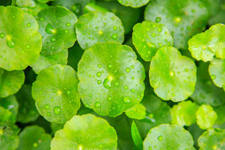 Penny wort with water drops