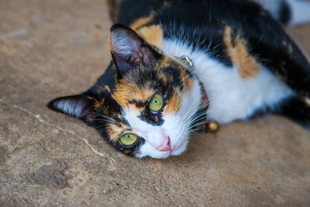 lay down catの写真素材