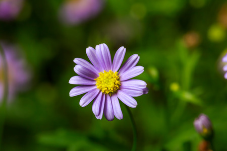 macro photography of purple Aster flowerの写真素材