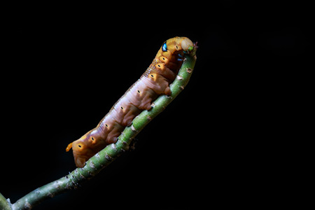 yellow butterfly caterpillar or worm climbing on tree on black background