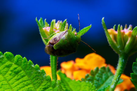 tiny green shield bug on little flower