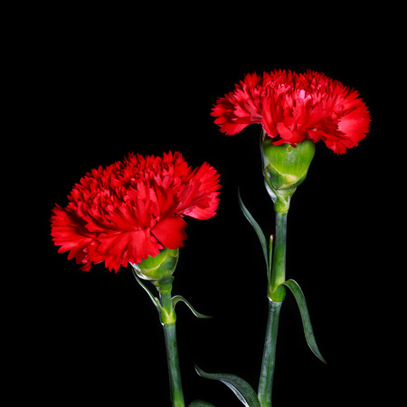 red carnation flowers on black isolated backgroundの写真素材
