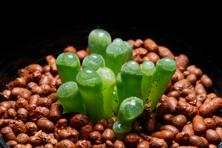 succulent or cactus plantの写真素材