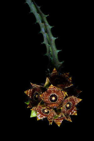 Huernia Zebrina cactus flowerの写真素材