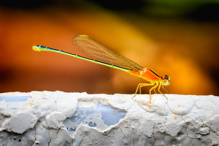 Close up Colorful dragonflyの写真素材