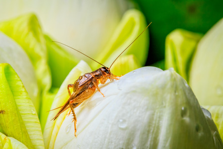 cricket insect on white lotus flowerの写真素材