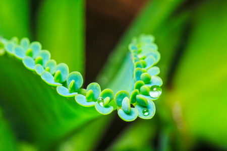 close up of Mother of Thousands Succulent Plant or alligator plant or Bryophyllum daigremontianum plantの写真素材