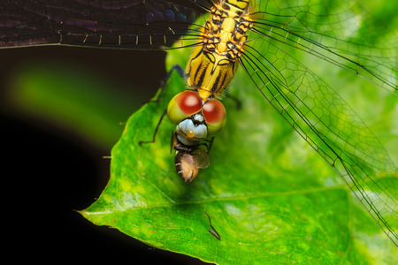 dragonfly eating fly on green leafの写真素材