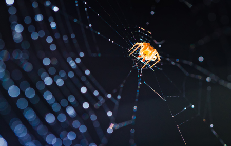 spider on the web, focus selectedの写真素材