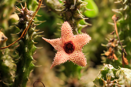 cactu flowerの写真素材