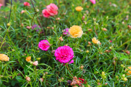 colorful Pussley or Moss rose or Sun plant flowerの写真素材