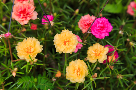 colorful Pussley or Moss rose or Sun plant flowerの写真素材