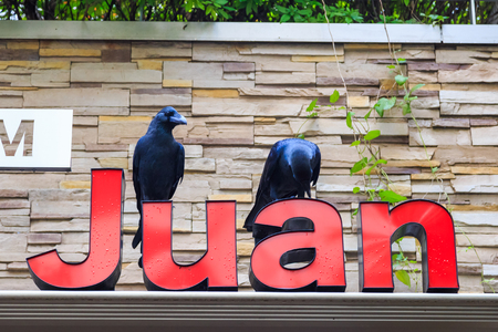 Tokyo, Japan - October 18, 2016 - crows on building  in the city of Tokyo.のeditorial素材