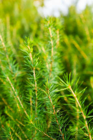 abstract evergreen or green pine branch background, selective focus