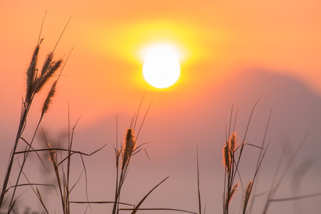 Beautiful flower (Poaceae) in the morning with warm sunrise at Thailand.の写真素材