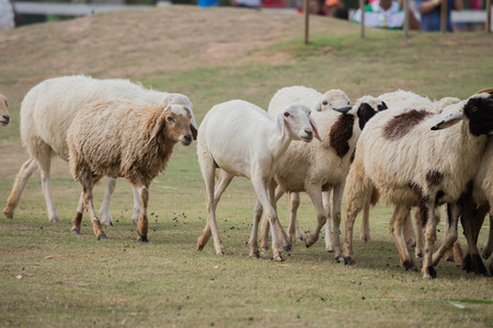 covey sheep are walking in farmの写真素材