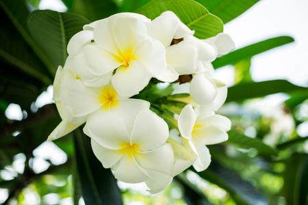 white and yellow frangipani bouquet flower on natural backgroundの写真素材