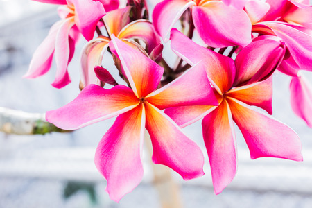 pink and orange frangipani bouquet flower on natural backgroundの写真素材