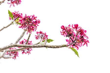 pink and ornage frangipani bouquet flower on white backgroundの写真素材