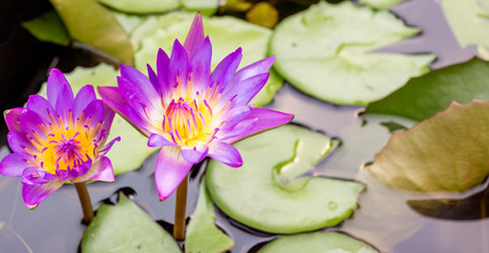 purple lotus or water lily flowers are blossoming on the pondの写真素材