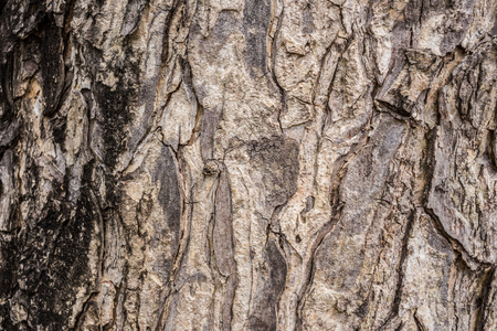 Bark of tree, Texture and Background, horizontal viewの写真素材