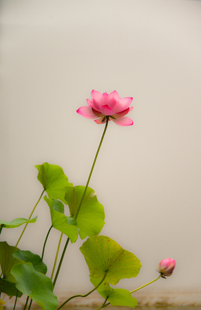 Pink lotus bloomingの写真素材