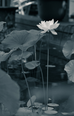 Lotus bloomingの写真素材