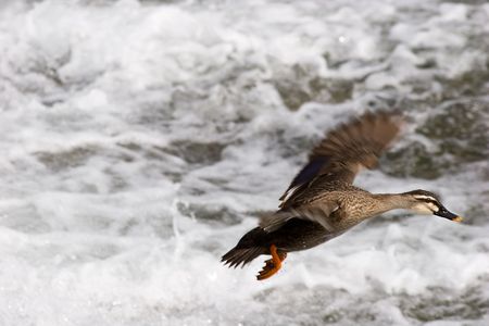 Duck landing on the river in Kyoto, Japan.の写真素材