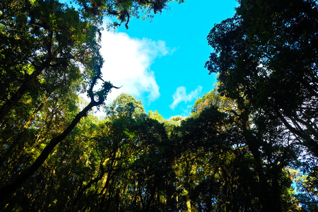 big forest green zoneの写真素材