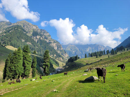 Cows grazing on a green meadow in the mountains of the Caucasusの写真素材