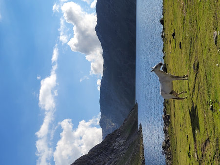 Horse on the lake shore. Iceland, Europe.の写真素材
