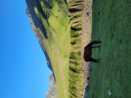 Black dog on the green grassy hill with blue sky in the backgroundの写真素材