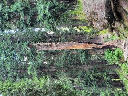 A wooden bridge over a river in the middle of the forest.の写真素材