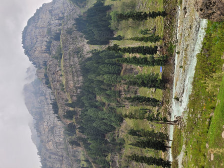 Aerial view of a forest on the side of a mountain rangeの写真素材