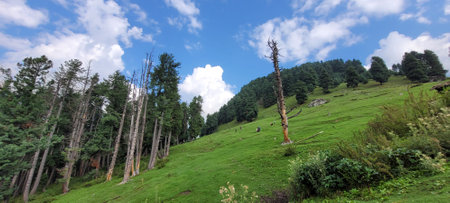 Panoramic view of a green meadow with trees and blue skyの写真素材