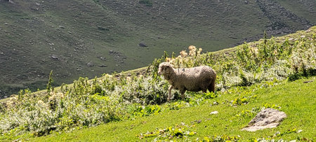 Sheep grazing in the mountains of the Cordillera Blancaの写真素材