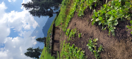 Beautiful panoramic view of plantations in the highlandsの写真素材