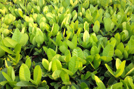 Green Leaf Background