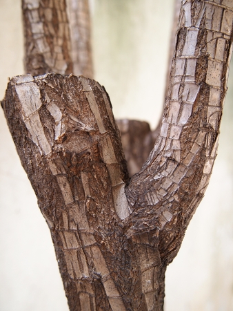Texture of tree barkの写真素材