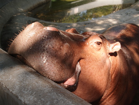 Hippopotamus having sun bath.の写真素材