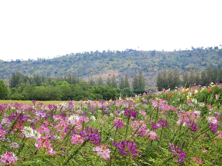 Colorful flowers on mountainの写真素材