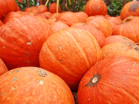 Pumpkin gardenの写真素材