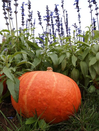 Orange pumpkins on the pumpkin patchの写真素材