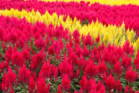 Colorful flowers