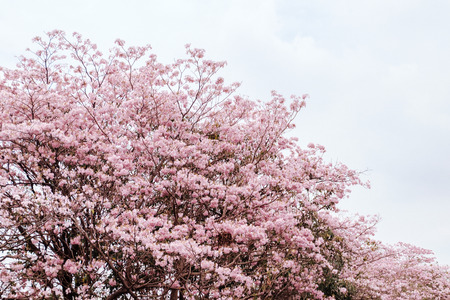 Pink trumpet tree.の写真素材